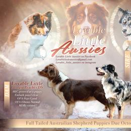 Australian Shepherd puppies from Lovable Little Aussies