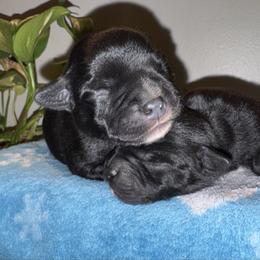Staffordshire Bull Terrier puppies from Thor’s Beagles & Maha’s Staffy