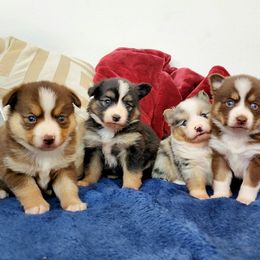 Pomsky Puppies from Candyland Pomskies