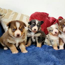 Pomsky Puppies from Candyland Pomskies