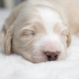 Latte - Cream male Dachshund puppy in Barnesville, Pennsylvania from Dachsy