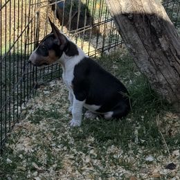 Miniature Bull Terrier puppies from Haltmeier-Sunrise