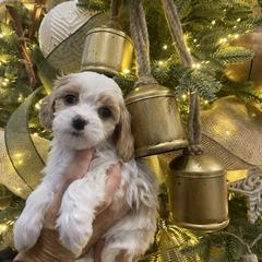 Girl 1 - Blenheim female Cavachon puppy in Pocatello, Idaho from Sarah's Cavachons & King Charles Cavalier Spaniels