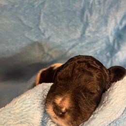 Bernedoodle and Labradoodle Puppies from Huser Doodle