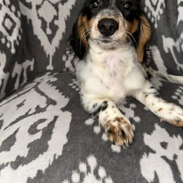 Boy 3 - Black and tan male Dachshund puppy in Turlock, California from Vibrant Dachshunds