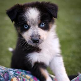 Ducky - Black tri-color female Australian Shepherd puppy in Buena Vista, Colorado from Wigglebutts Unlimited
