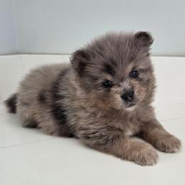 Nox - Blue merle male Pomeranian puppy in New Lenox, Illinois from Illinois Poms