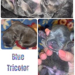 French Bulldog Puppies from Frenchie Puppies in Abbeville