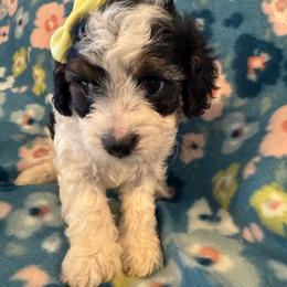 Winnie - Tri-color female Cavapoo puppy in Howe, Oklahoma from Cuddly Cavapoos