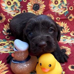 Libby - Chocolate female Boykin Spaniel puppy in Van Buren, Arkansas from Arklahoma Boykins