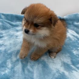 Harper 1550 CKC - Tri-colored female Pomeranian puppy in Douglas, Georgia from Heartland small breeds