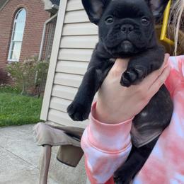 French Bulldog Puppies from Von Bales French Bulldogs