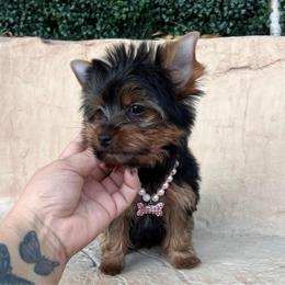 Pink girl - Black and tan female Yorkshire Terrier puppy in Las Vegas, Nevada from Lala’s Pups