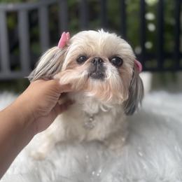 AKC Posh - Gold and white female Shih Tzu puppy in West Hollywood, California from LUXURY PAWS