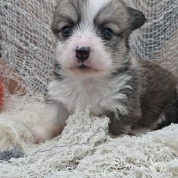 Echo - Red female Pembroke Welsh Corgi puppy in Charleroi, Pennsylvania from Twilight Hollow Corgis