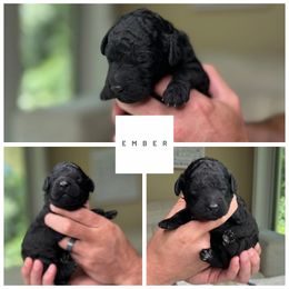 Ember - male Golden Mountain Doodle puppy in Chester, South Carolina from Carolina Golden Mountain Doodles