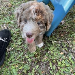 Jasper - Brown merle male Aussiedoodle puppy in Grand Haven, Michigan from Happy Hippy Doodles