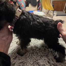Miniature Schnauzer Puppies from Aljamar and suelen