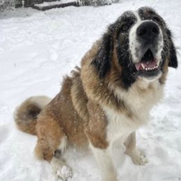 Titan - Caucasian Shepherd Dog
