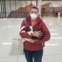 Bordoodle Puppies from 2J 2K Bordoodles