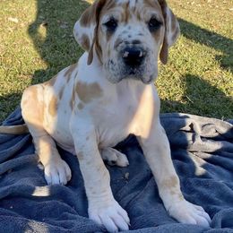 Great Danes from Tarheel danes