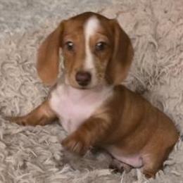 Dachshunds and French Bulldogs from Witchy Woman’s Wiener’s