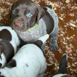 Boy 7 - Liver roan male German Shorthaired Pointer puppy in Kathleen, Florida from Alex Yates GSP's