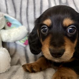 Dachshund Puppies from Kim’s Mini Weiners