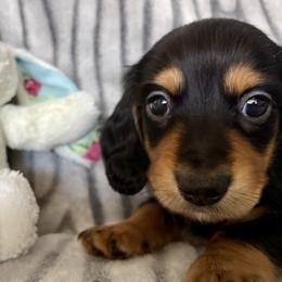 Dachshund Puppies from Kim’s Mini Weiners