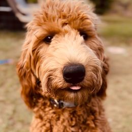 Goldendoodle Puppies from Doodles by Piper