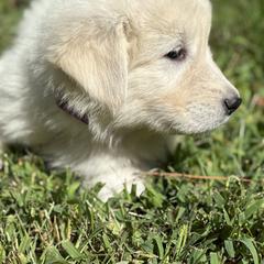 Maremma Sheepdog Puppies from Wild at Farm