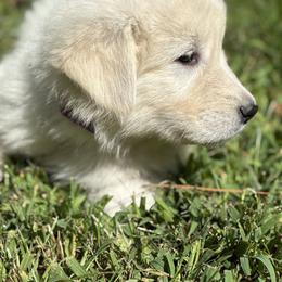 Maremma Sheepdog Puppies from Wild at Farm