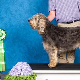 Otterhounds from Con Cara Kennels