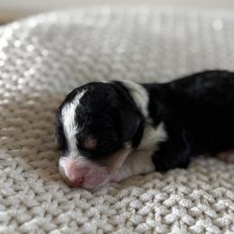 Chocolate - Tri-color male Bernedoodle puppy in Modesto, California from Central Valley Canine Companions