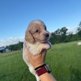 DRM1 cream or red pie - Cream male Dachshund puppy in Carthage, Texas from Rafter C Ranch Doxies