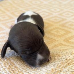Yellow Girl 2 - Liver roan female German Shorthaired Pointer puppy in Liberty, North Carolina from White Barn Kennels LLC