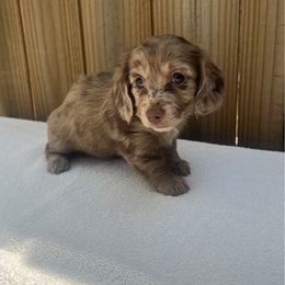 Wilma - Dapple female Dachshund puppy in Goodyear, Arizona from SND Dachshunds