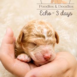 Echo - Apricot male Goldendoodle puppy in Lake Charles, Louisiana from Perfect Fit Poodles & Doodles