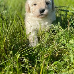 Goldendoodle Puppies from Doodle Paradise