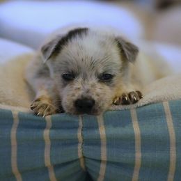 Australian Cattle Dog and Collie Puppies from Blackberry Hills