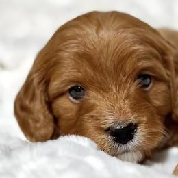 Cavapoos from McCloud’s Poodles & Doodles