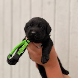 Light green - Black male Labrador Retriever puppy in At Henry, Ohio from Hickory Creek Labs