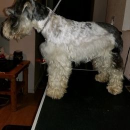 Miniature Schnauzer Puppies from Krystle's Miniature Schnauzers