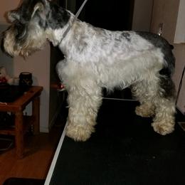 Miniature Schnauzer Puppies from Krystle's Miniature Schnauzers