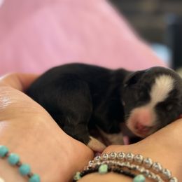 Sallie Ann - Black and white female Border Collie puppy in North Lakeport, California from Wild Rose Ranch