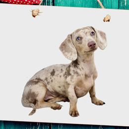 Party - Dachshund