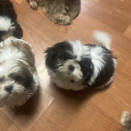 Shih Tzu Puppies from Little Lions West