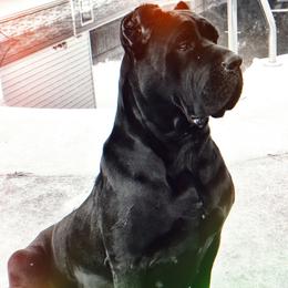 Cane Corso puppies from Motorhead Cane Corso