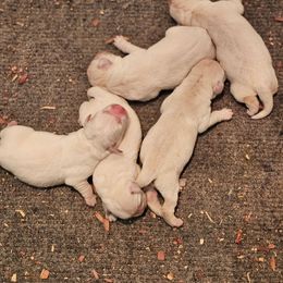 Blue - Yellow male Labrador Retriever puppy in Lititz, Pennsylvania from R&M Labrador Retriever Puppies