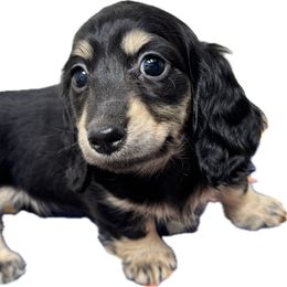 Owlette - Black and cream female Dachshund puppy in Cantonment, Florida from Dreamheart Dachshunds LLC